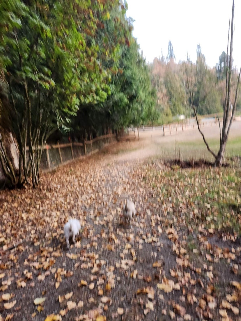 Field run