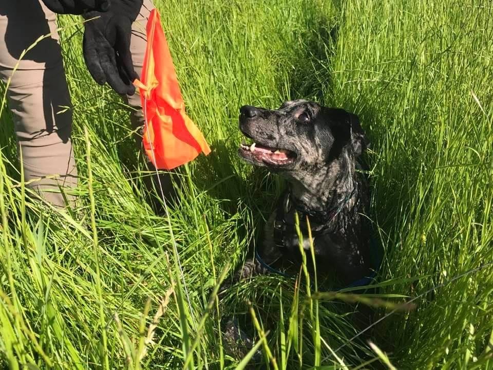 Rayne tracking