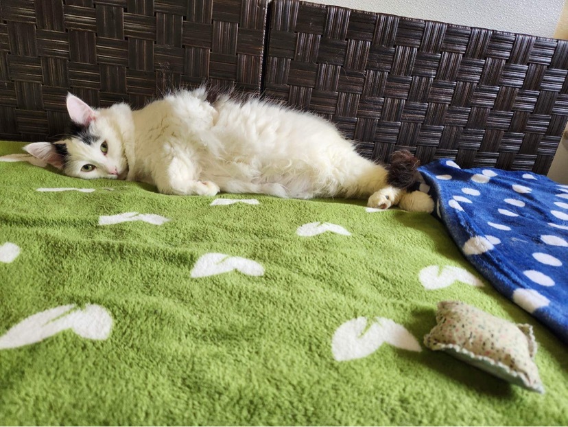 Patches