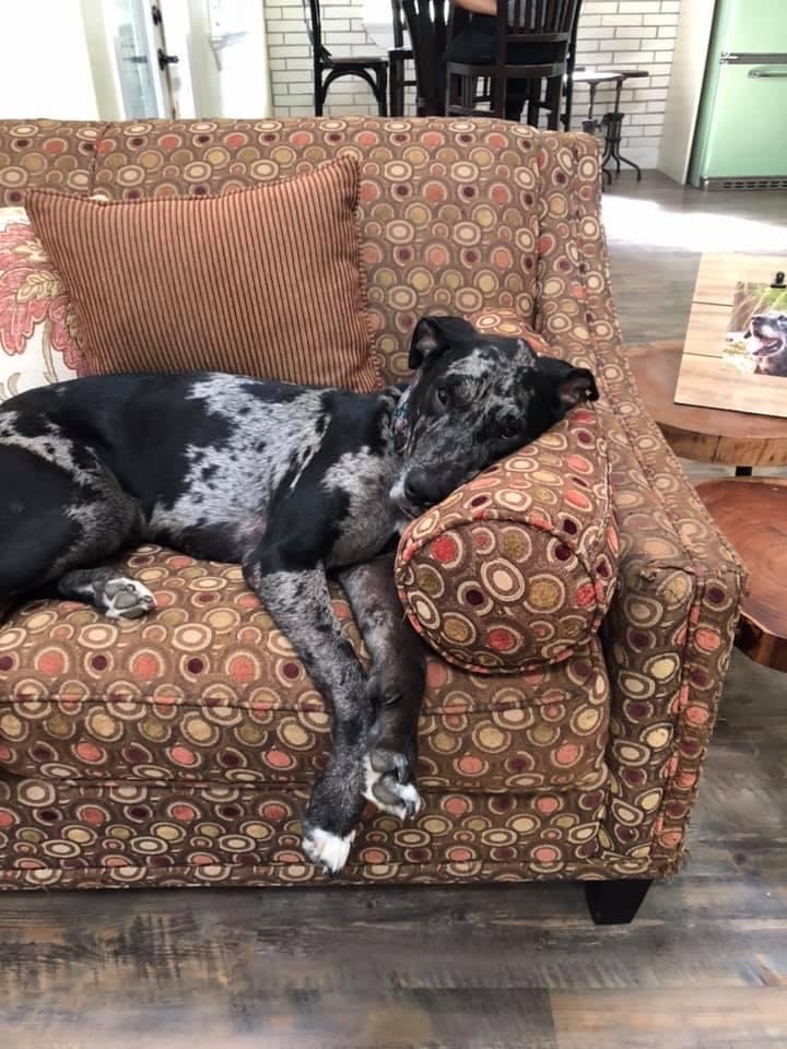 Rayne on sofa