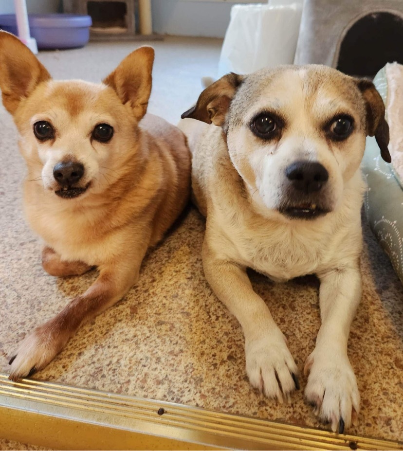 Stanley and Otis
