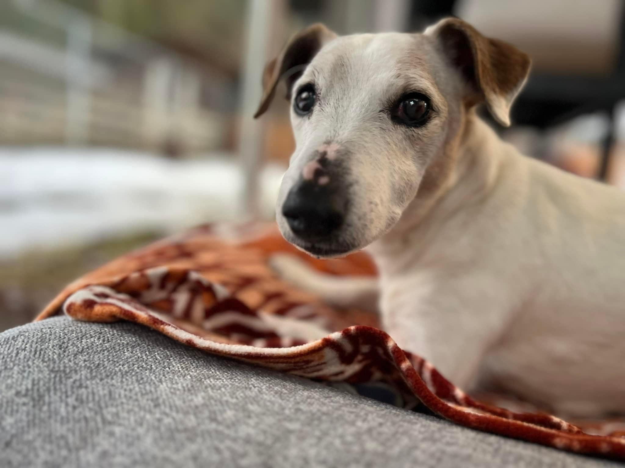 Rufus